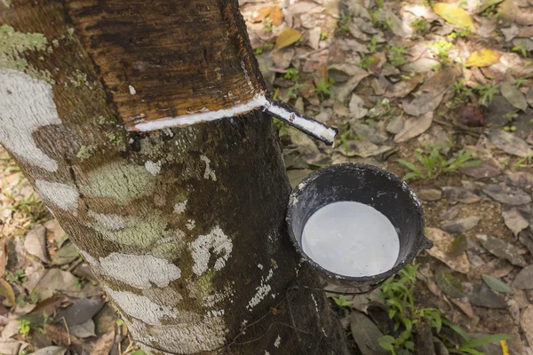 Para rubber tree — Stock Photo, Image