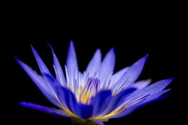 Closeup Lotus barevné krásy — Stock fotografie