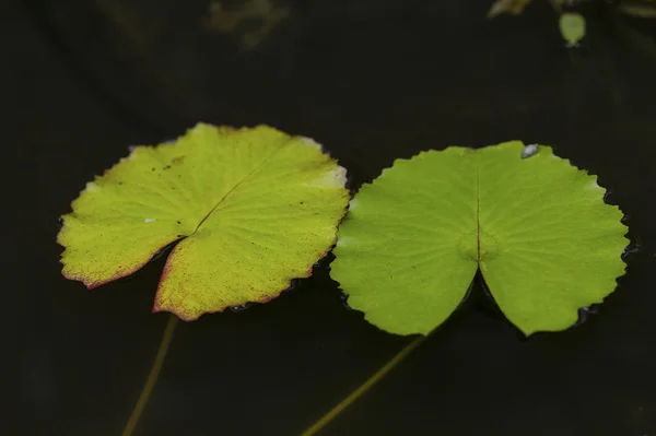 Lotosový list — Stock fotografie