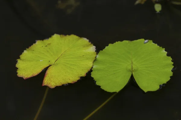 Foglia di loto — Foto Stock