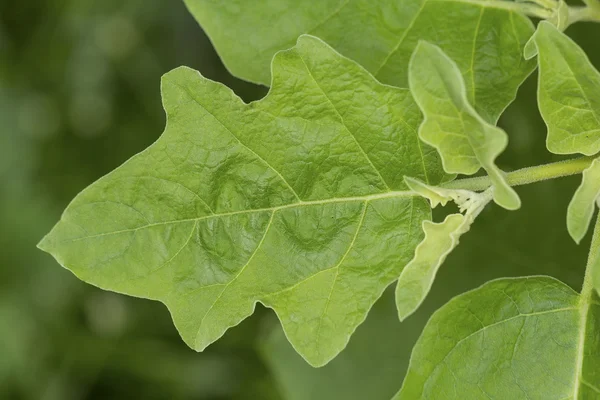 Blad av grön kackerlacka berry — Stockfoto