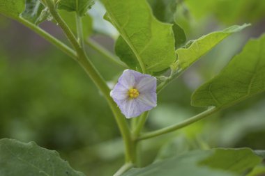 Çiçek yeşil hamamböceği Berry