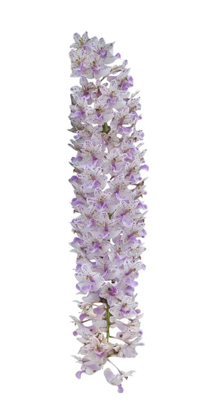Růžová orchidej květiny — Stock fotografie