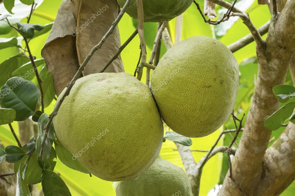 Fruits de pomelo sur arbre — Photographie olovedog1 © 59839325