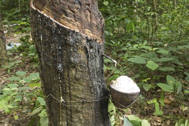 para kauçuk ağacı