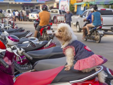 Küçük köpek motosiklet üzerinde oturur