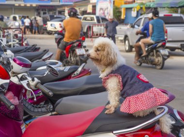 Small dog sits on moped clipart