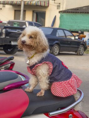 Küçük köpek motosiklet üzerinde oturur