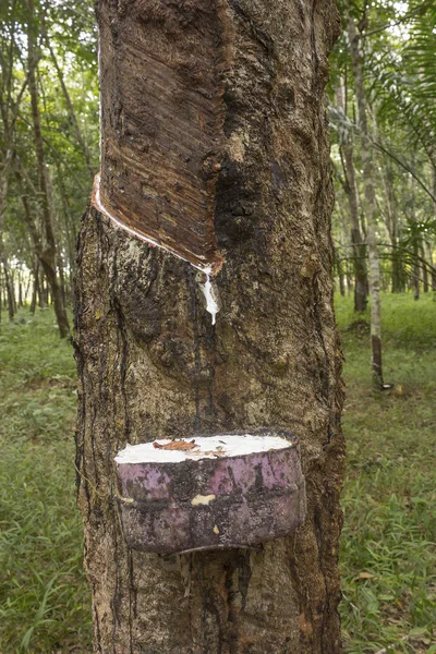 Para rubberboom — Stockfoto