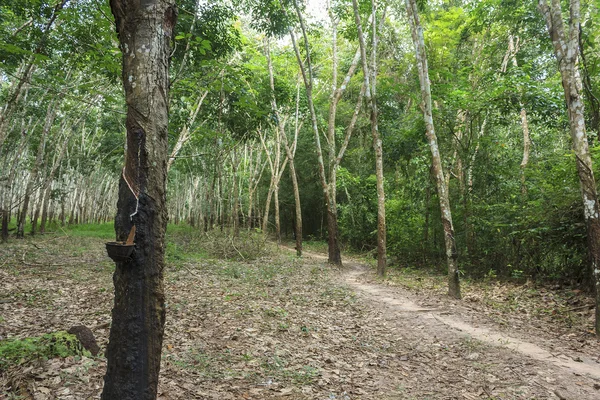 Rij van para rubberboom — Stockfoto