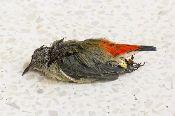 小さな鳥の死 — ストック写真