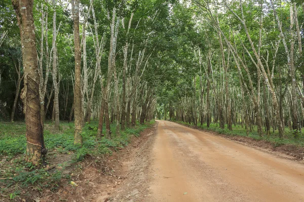 Fila de árbol de caucho para — Foto de Stock