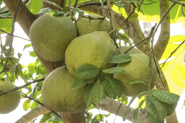 Pomelo ovoce na stromě — Stock fotografie