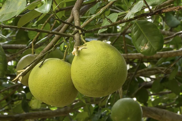 Pomelo fruit on tree — Stock Photo, Image