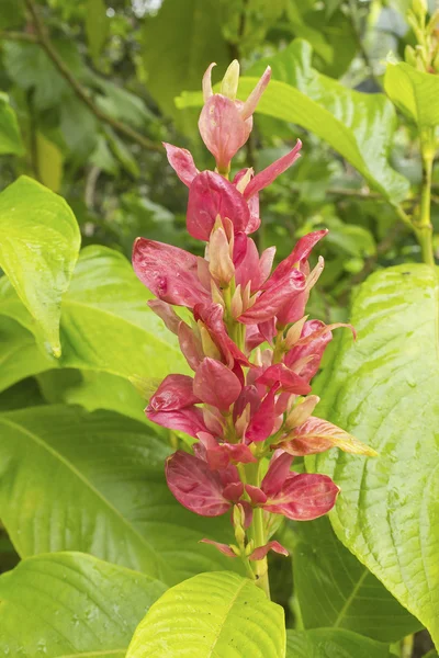 Blossom blommor — Stockfoto