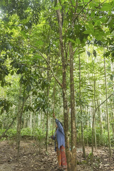 妇女收获落果实 — 图库照片