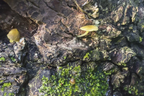 Moss and mushroom on bark of tree — Stock Photo, Image