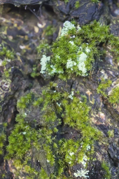 Moss on bark of tree — Stock Photo, Image