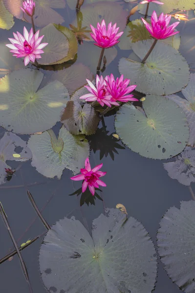 Lotus flower — Stock Photo, Image