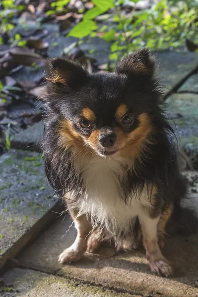 Σκυλί Chihuahua — Φωτογραφία Αρχείου