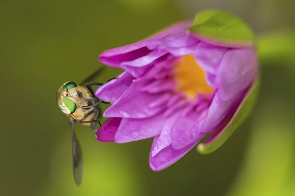 Zelená moucha na Růžový lotos — Stock fotografie