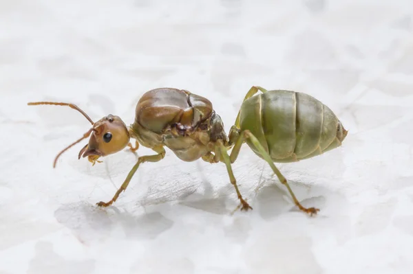 Κόκκινο μυρμήγκι — Φωτογραφία Αρχείου