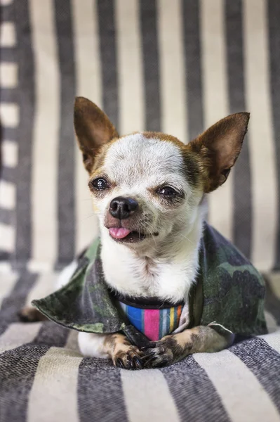 Chihuahua köpek rahatlatıcı — Stok fotoğraf