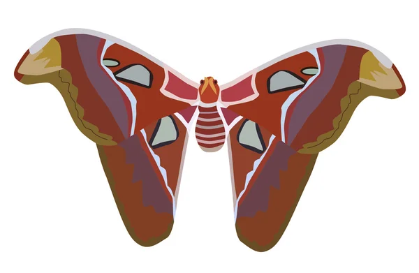 Jätten atlas moth — Stock vektor