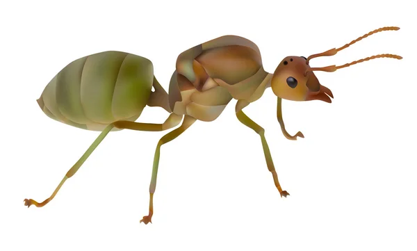 Reine fourmi rouge — Image vectorielle