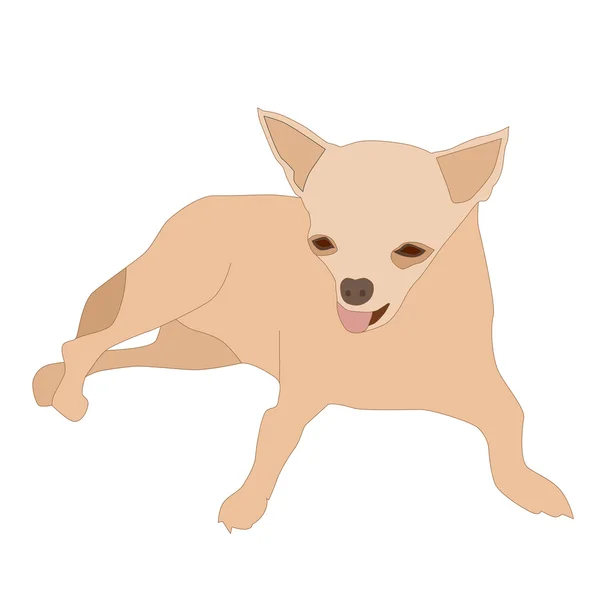 Small chihuahua 1 — Stock Vector