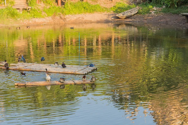 Kachny ve vodě — Stock fotografie