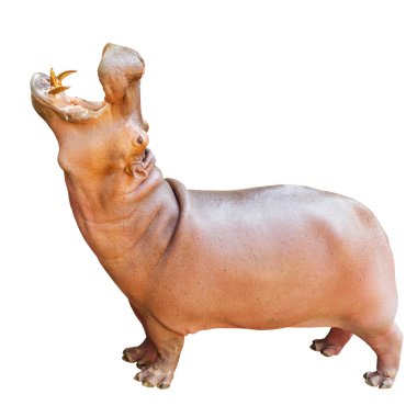 Hippopotamus clipart