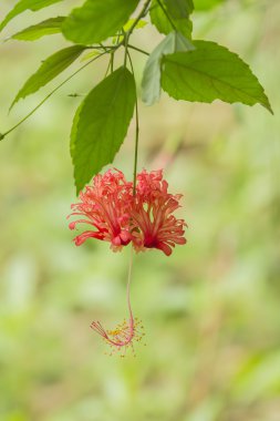  Hibiscus schizopetalus çiçek asılı