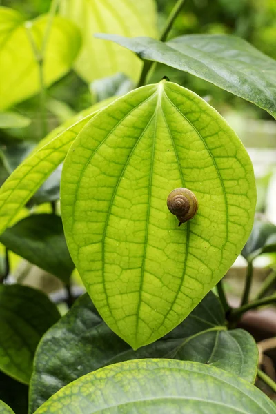 Snigel gå på grön wildbetal leafbush — Stockfoto