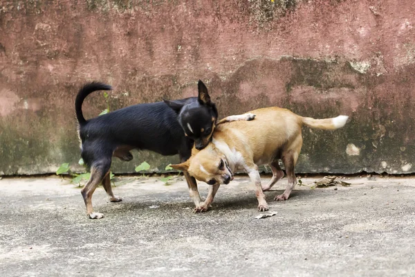 İki chihuahua oynarken — Stok fotoğraf