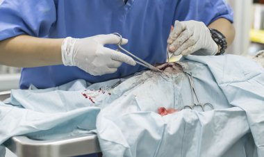 Animal surgery clipart