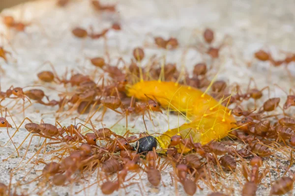 Ομάδες κόκκινα μυρμήγκια επίθεση σκουλήκι — Φωτογραφία Αρχείου