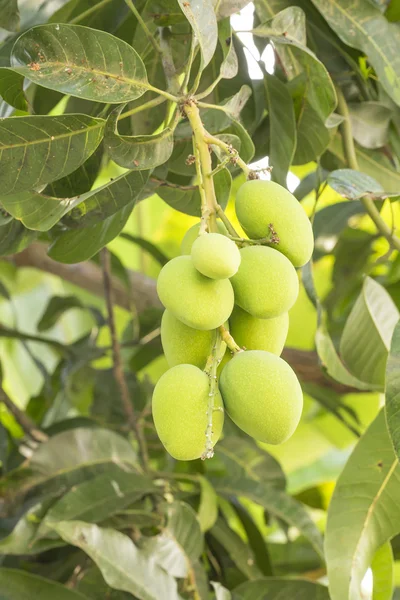 Mango på träd — Stockfoto