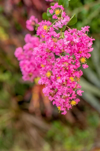 Bougainvillea çiçek — Stok fotoğraf