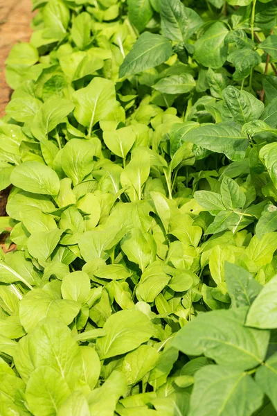 Chinese cabbage planted — Stock Photo, Image