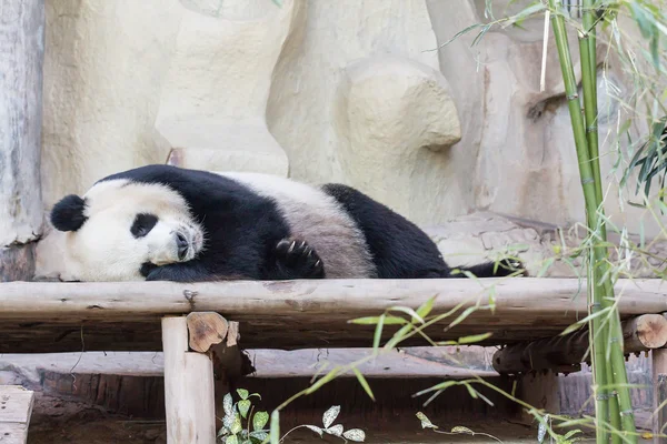 Giant panda bear — Stockfoto