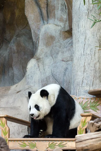 dev panda ayısı