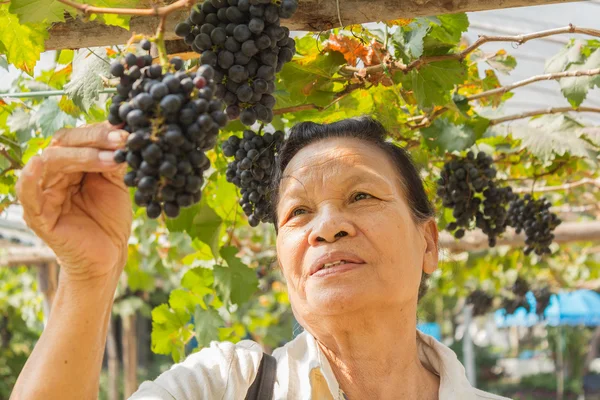 Mulher sênior com uvas ao ar livre — Fotografia de Stock