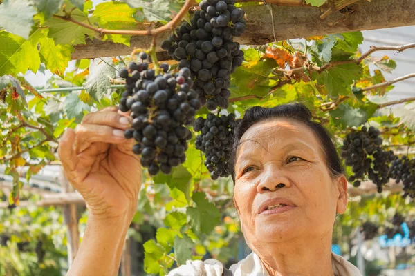 Mulher sênior com uvas ao ar livre — Fotografia de Stock
