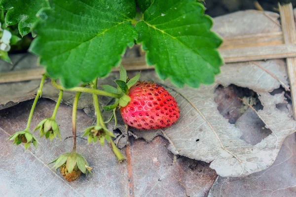 イチゴの植物 — ストック写真