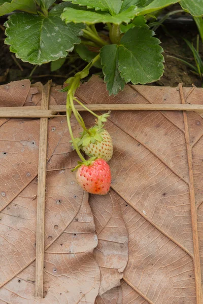 Aardbei plant — Stockfoto