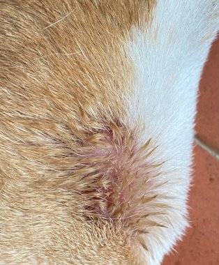 Yaranın yakın görüntüsü enfeksiyon kapmış ve irinli köpek derisi var..