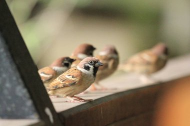 Parktaki ahşap bir masada oturan serçe kuşları, fotoğrafın yakın çekimi..