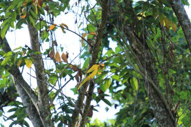 Ağaçtaki Oriole kuşu Tayland 'da, ormandaki doğal yaşam alanında.