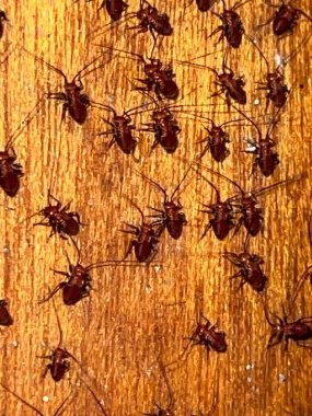 A group of barklice on a wooden surface